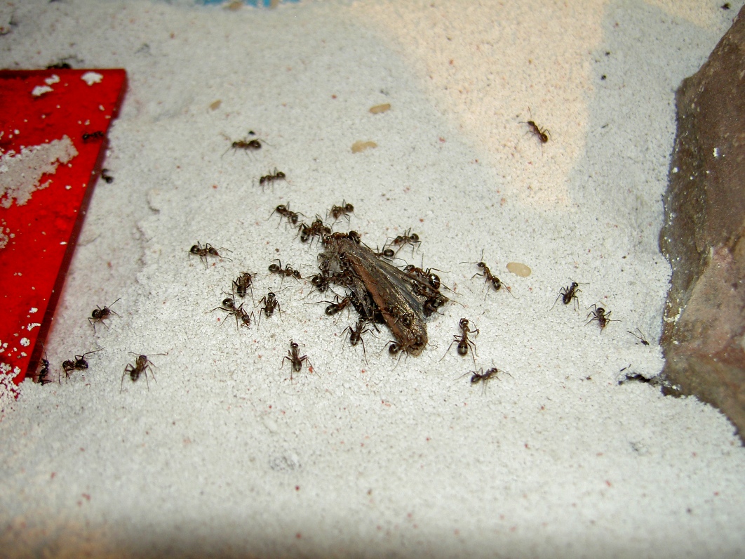 Polilla 1