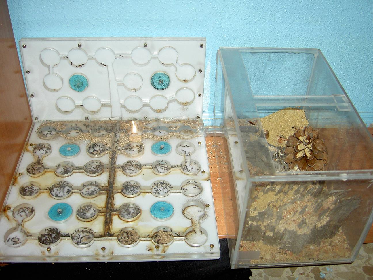 Formica