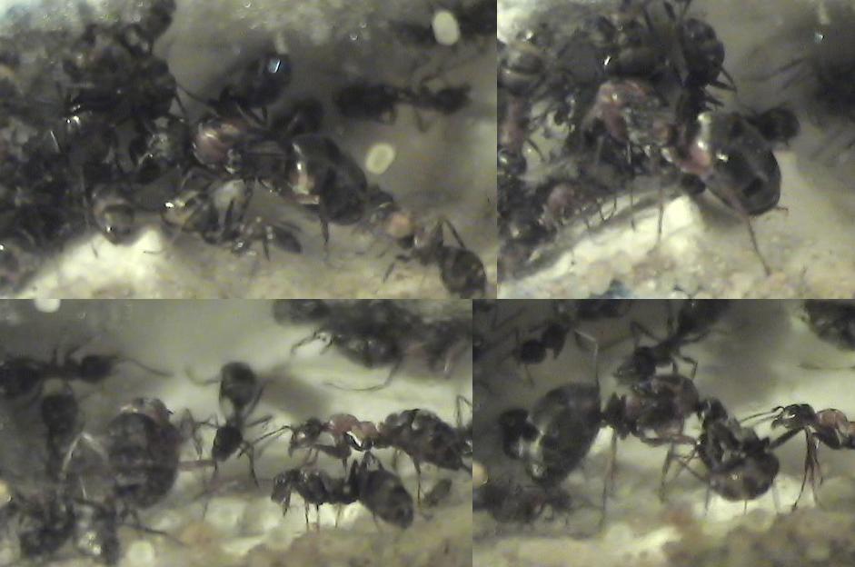fotos de la colonia de formica sanguinea de Antbouin