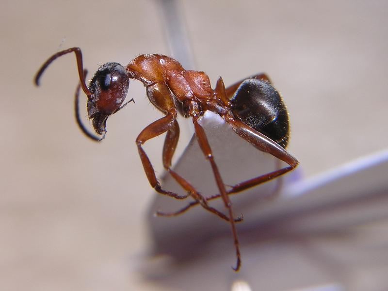Formica rufibarbis