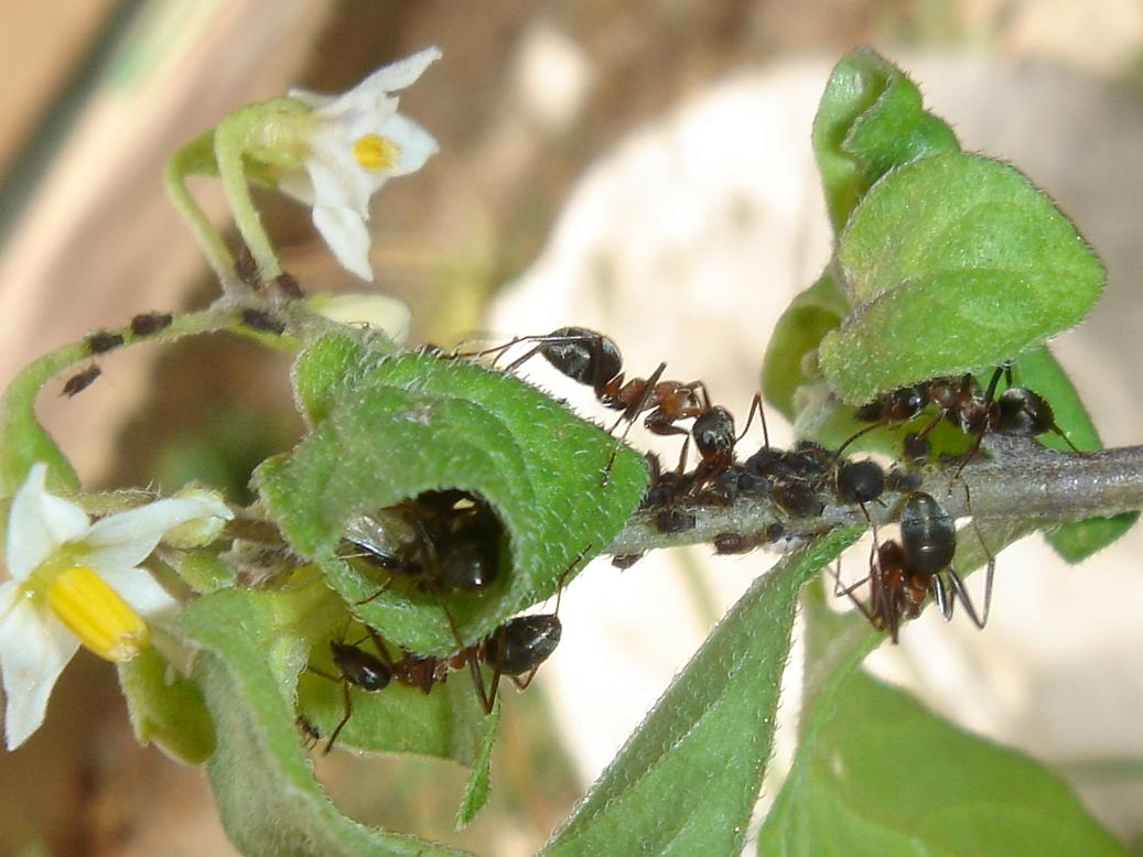 formica (rufibarbis) con afidos