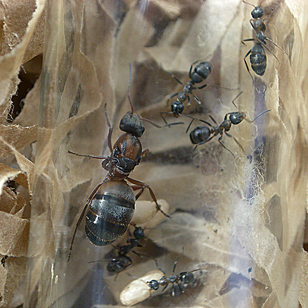 minicolonia 2 formica