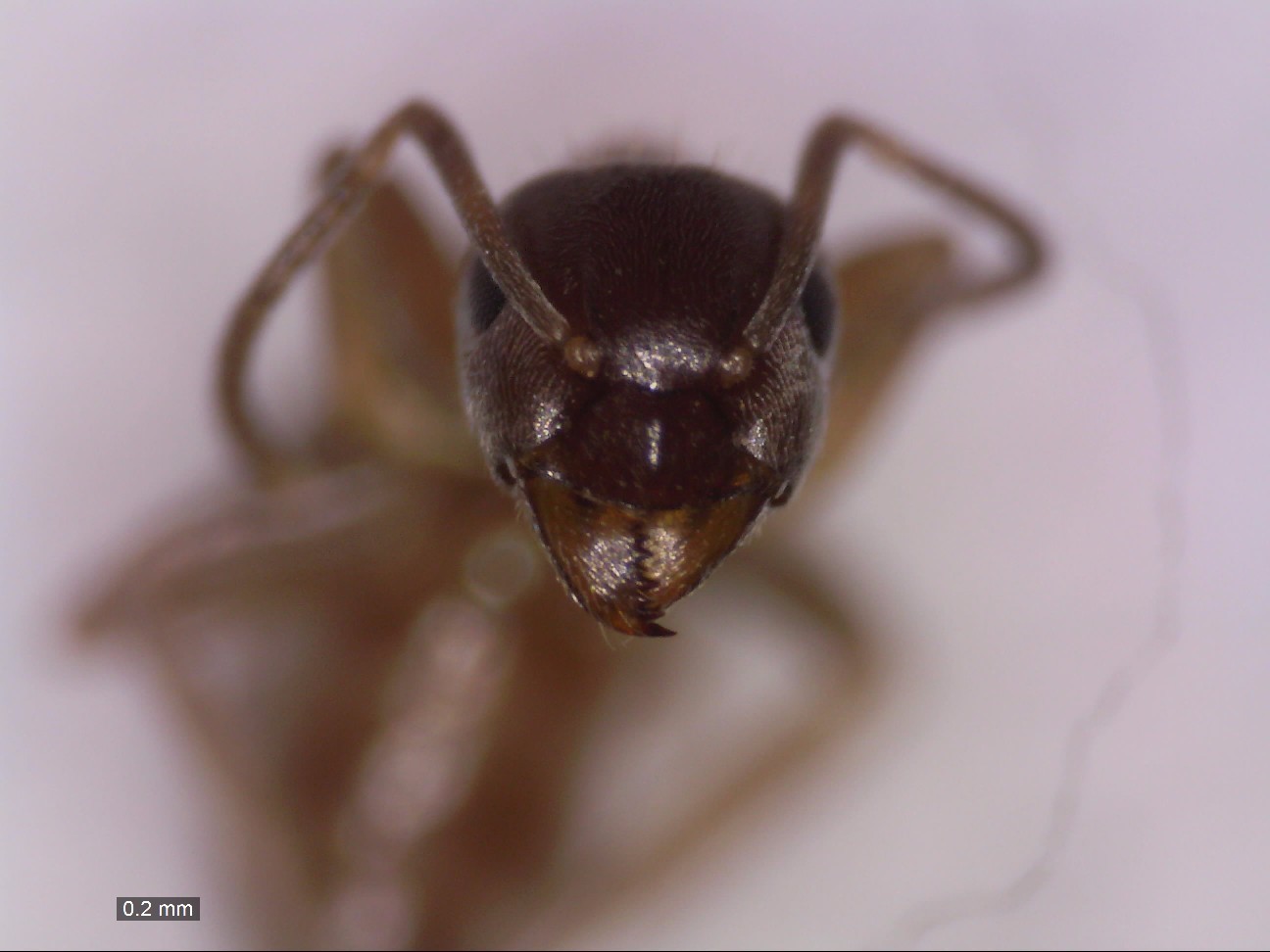 alienus 0011