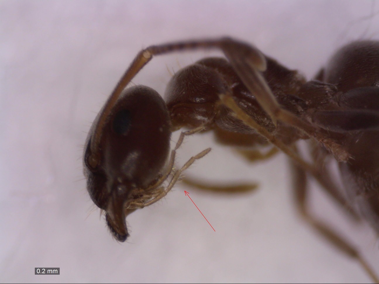 alienus 0012
