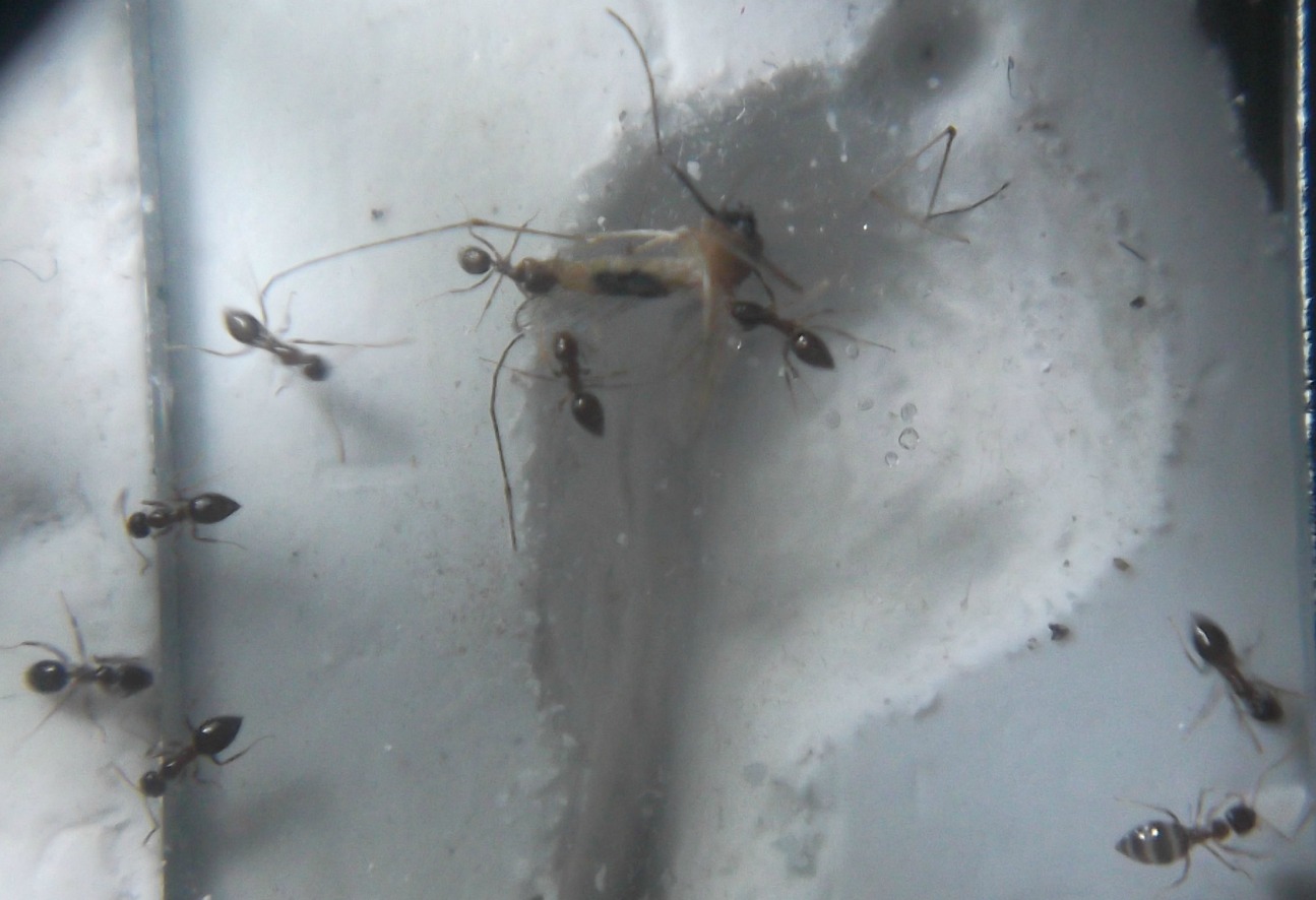lasius sp
