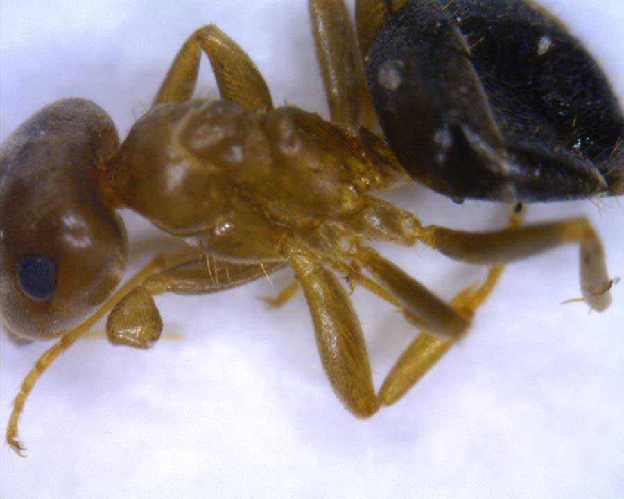 Brunneus?