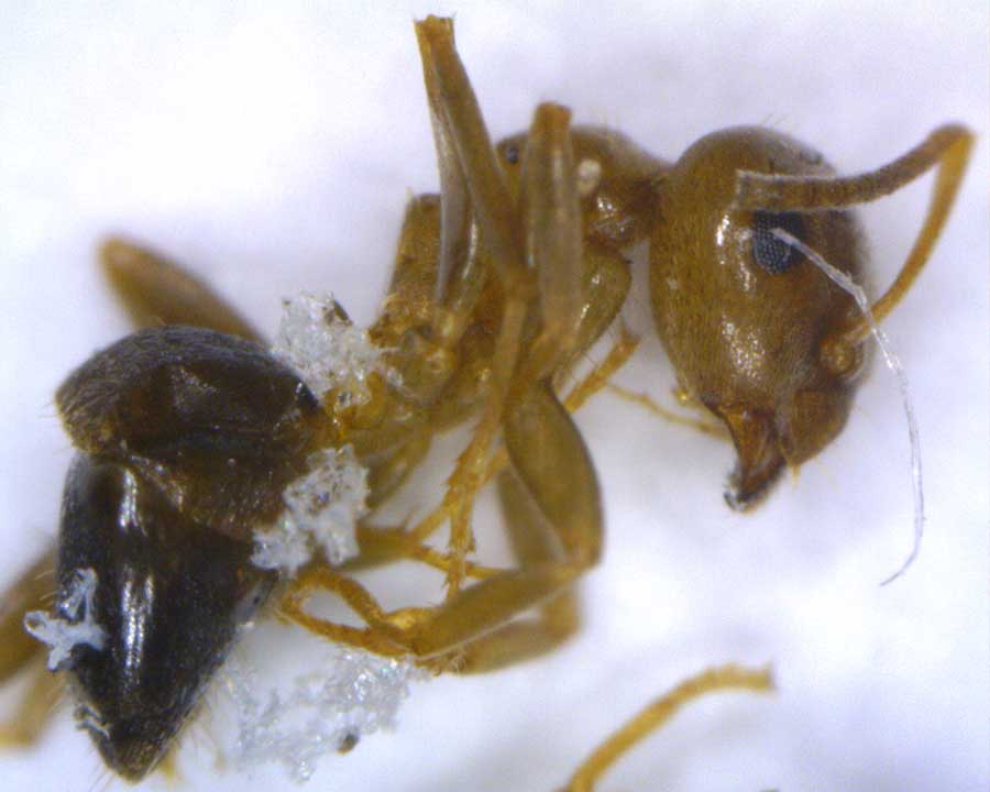 Brunneus?
