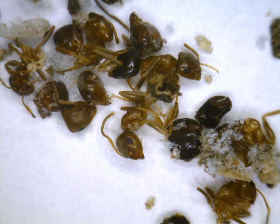 Brunneus?