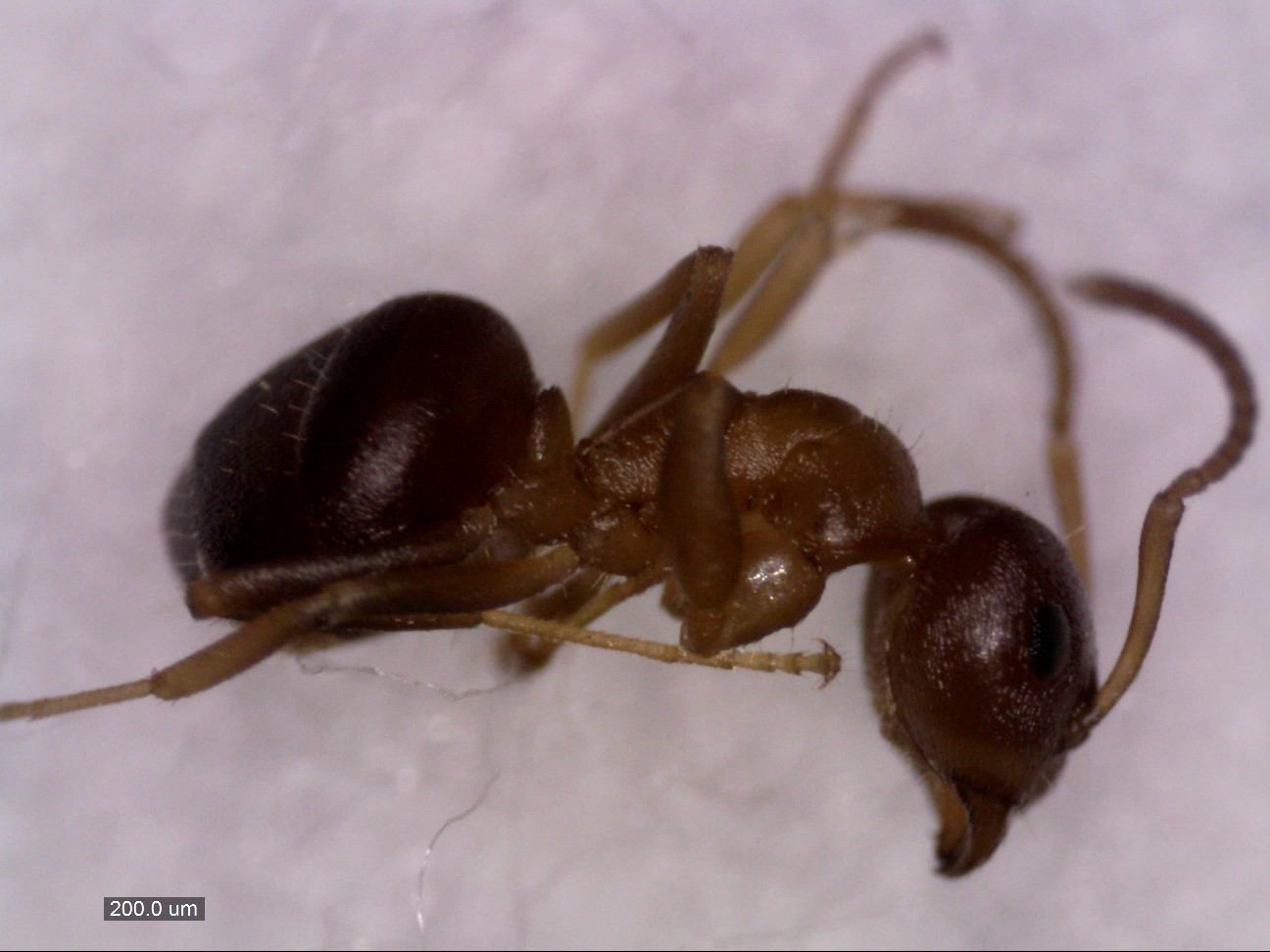 brunneus 1