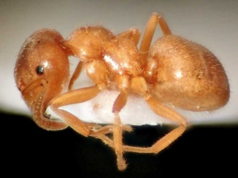 carniolicus