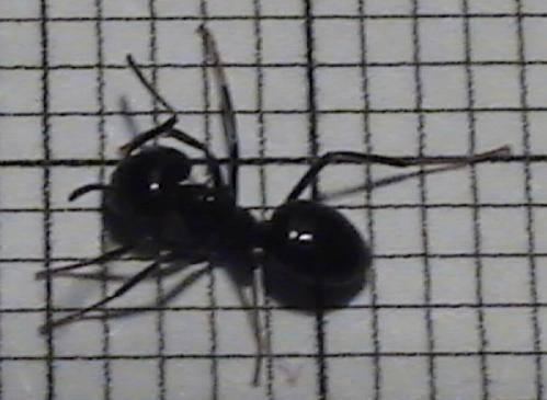 Lasius fuliginosus