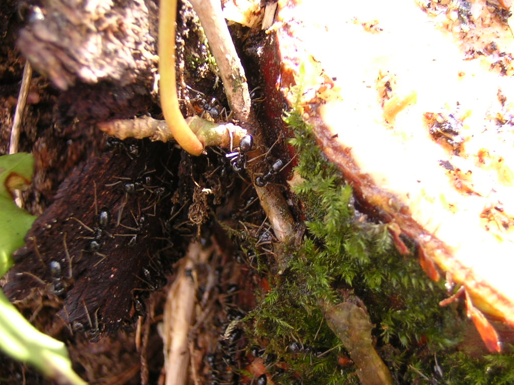Lasius fuliginosus