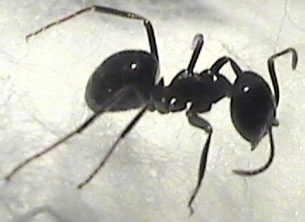 Lasius fuliginosus