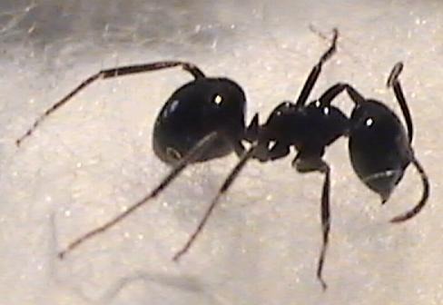 Lasius fuliginosus
