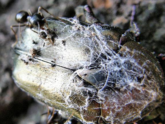 Lasius fuliginosus y escarabajo