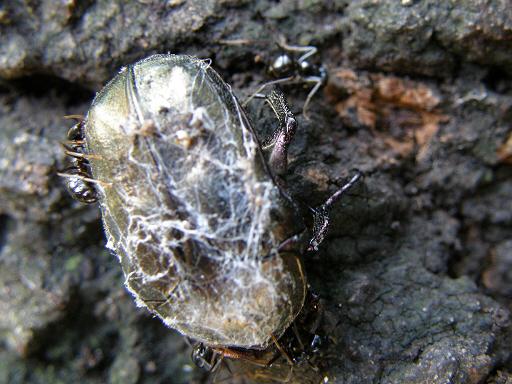 Lasius fuliginosus y escarabajo