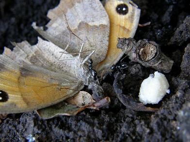 Lasius fuliginosus y mariposa