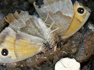 Lasius fuliginosus y mariposa
