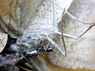 Lasius fuliginosus y mariposa