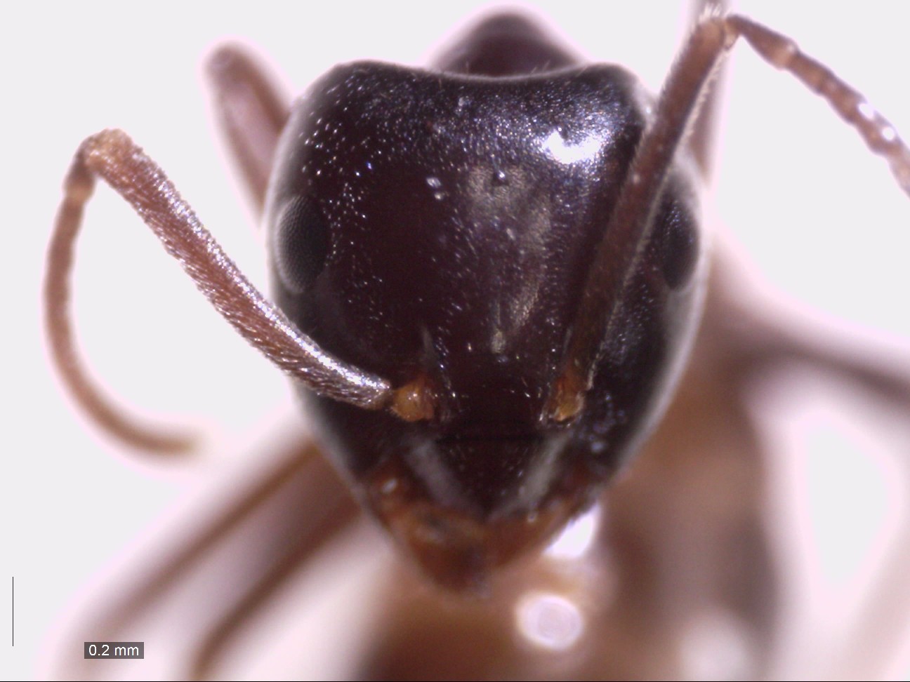fuliginosus 105