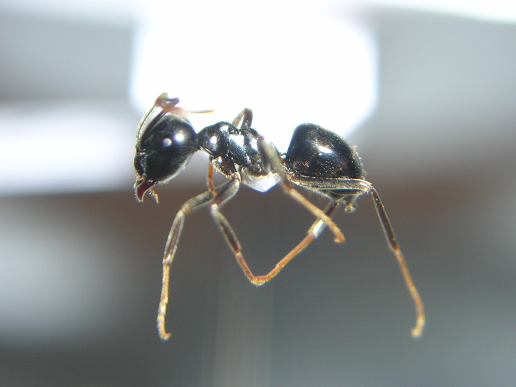 Lasius fuliginosus