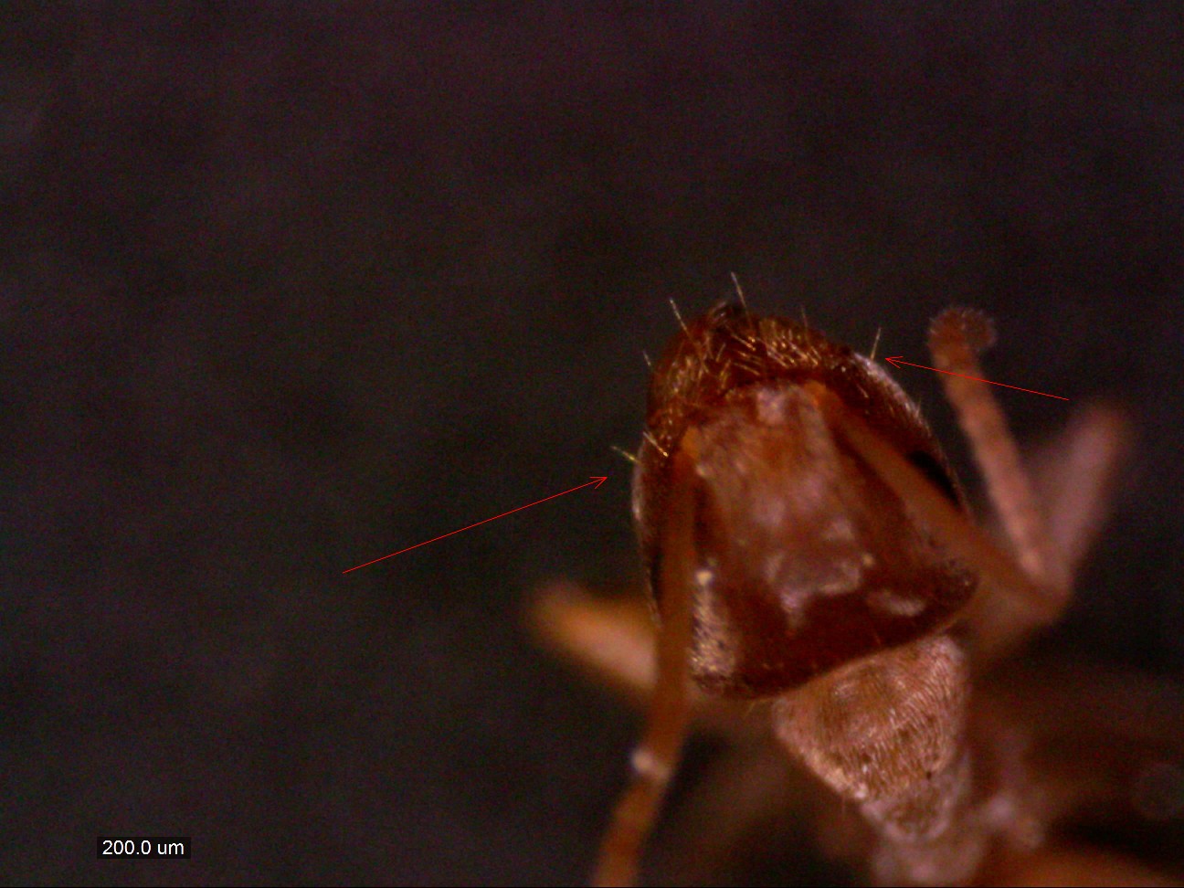neglectus 015