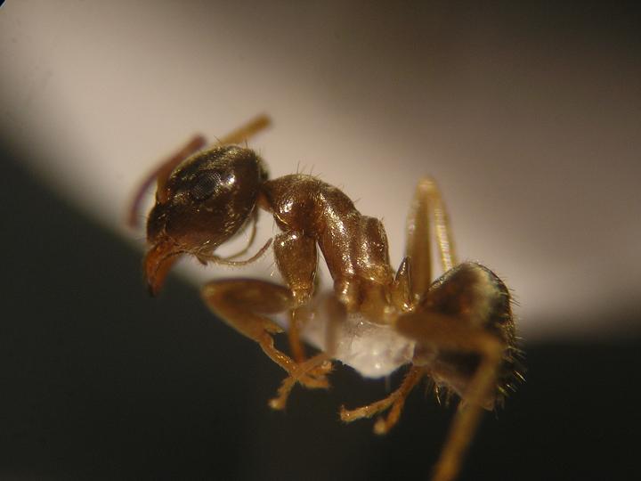 Lasius neglectus