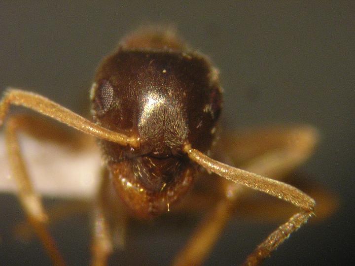 Lasius neglectus