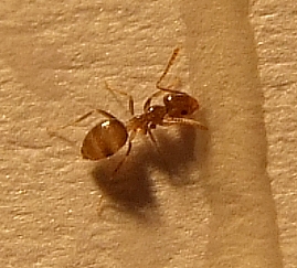 !Plagiolepis sp.3