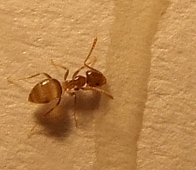 !Plagiolepis sp.4