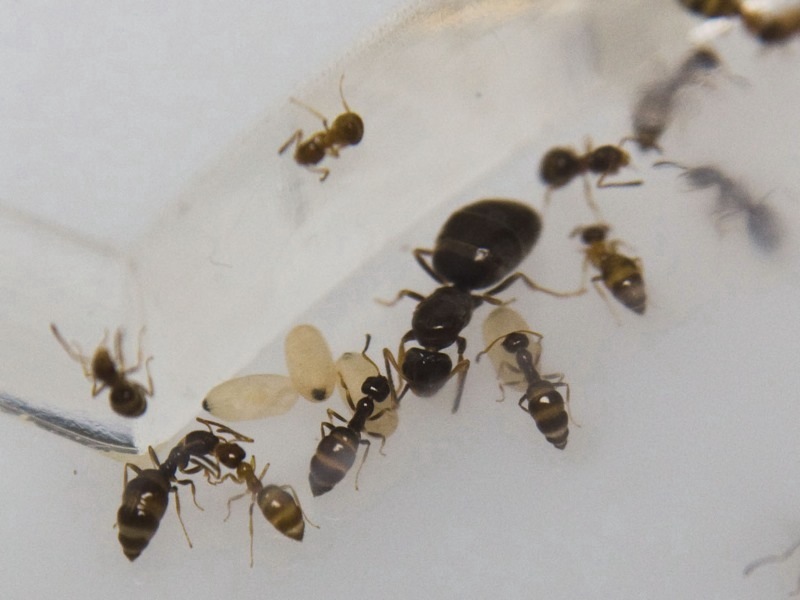 !Plagiolepis sp.