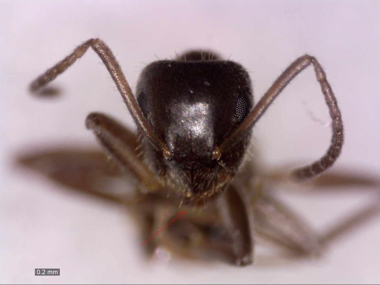 platythorax 100