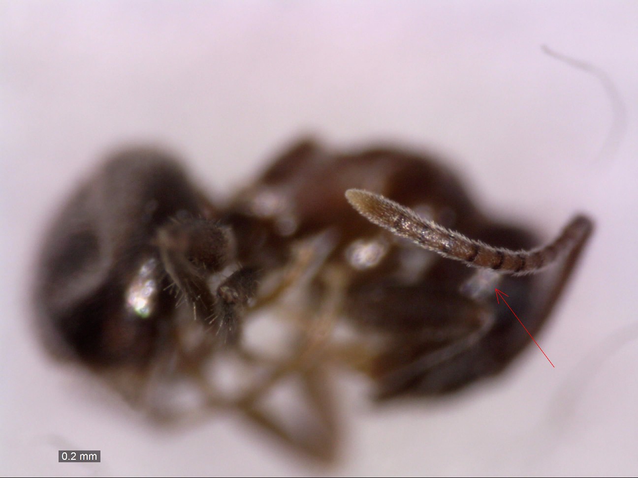 platythorax 102
