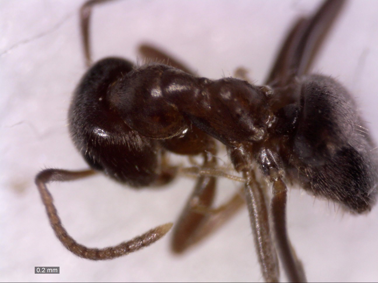 platythorax 103