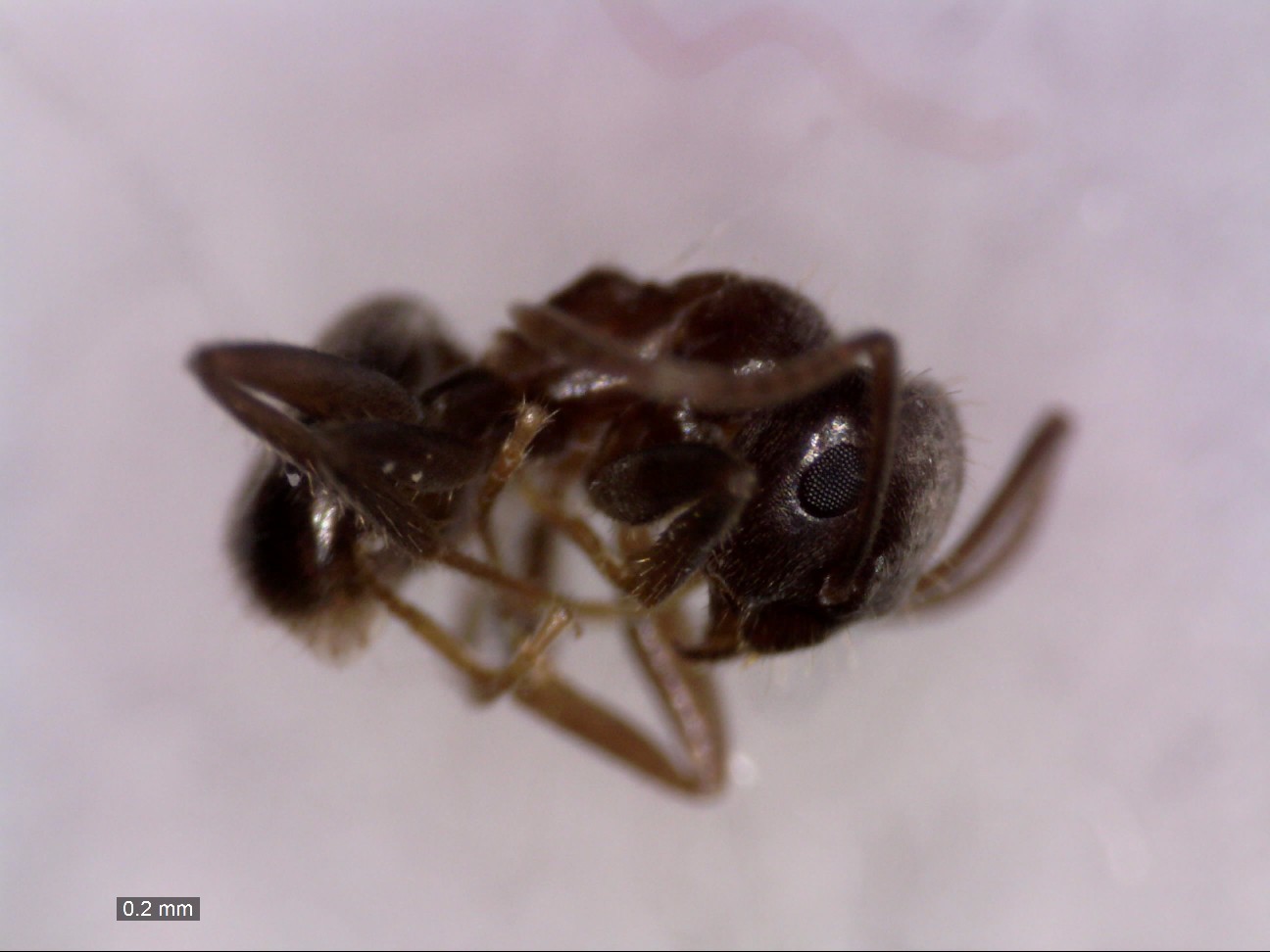 platythorax 104