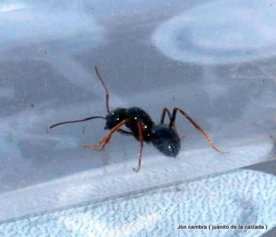 Reina parasita Lasius rabaudi