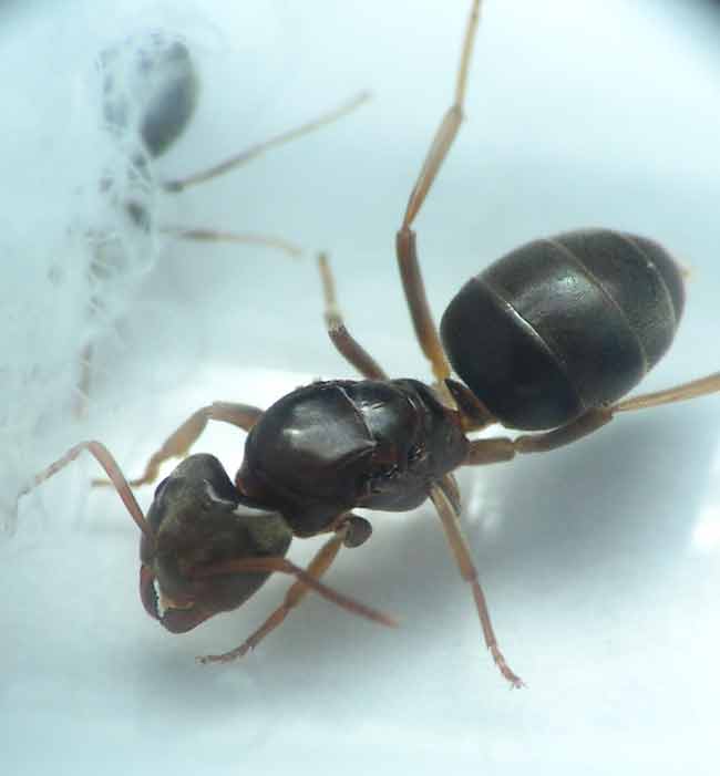 queen of Lasius rabaudi