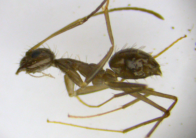 Paratrechina longicornis?