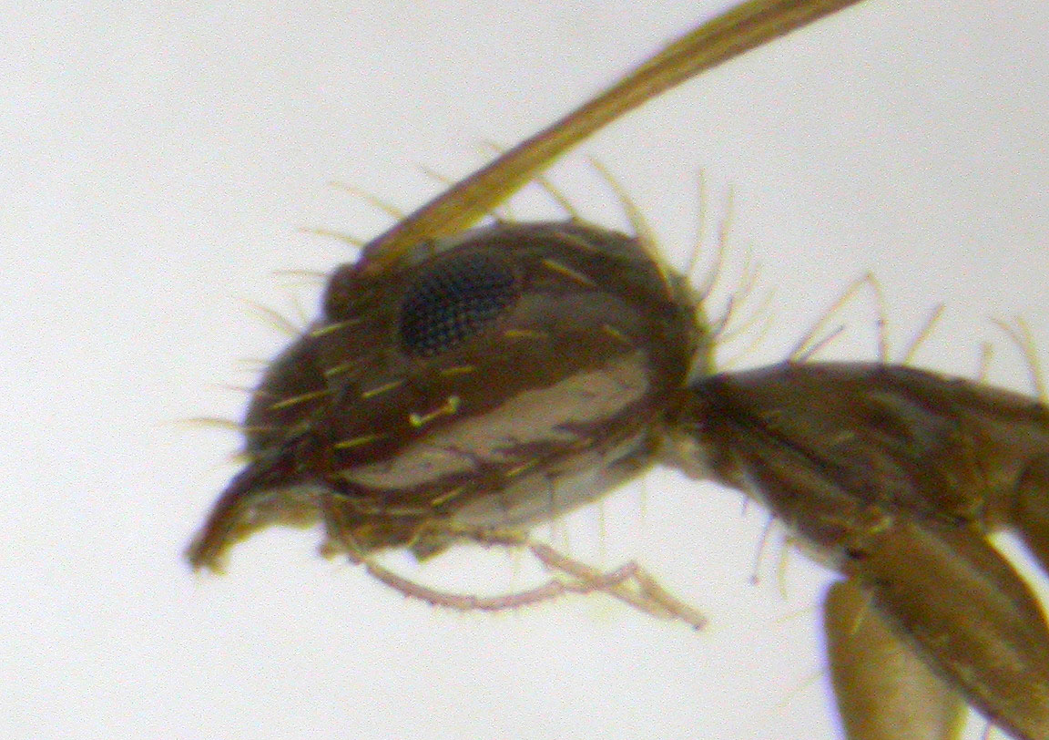 Paratrechina longicornis?