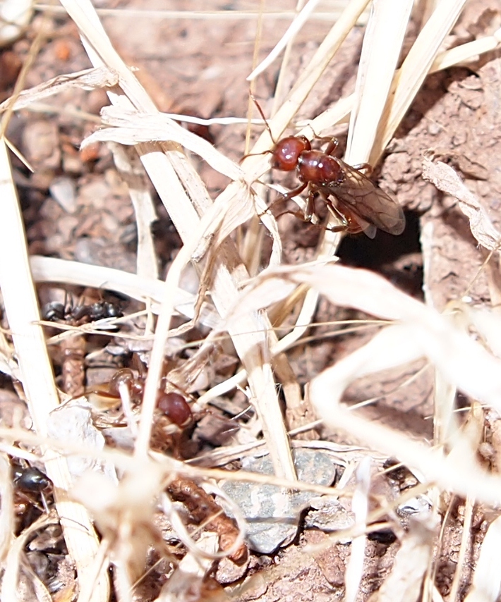 Alada de polyergus rufescens