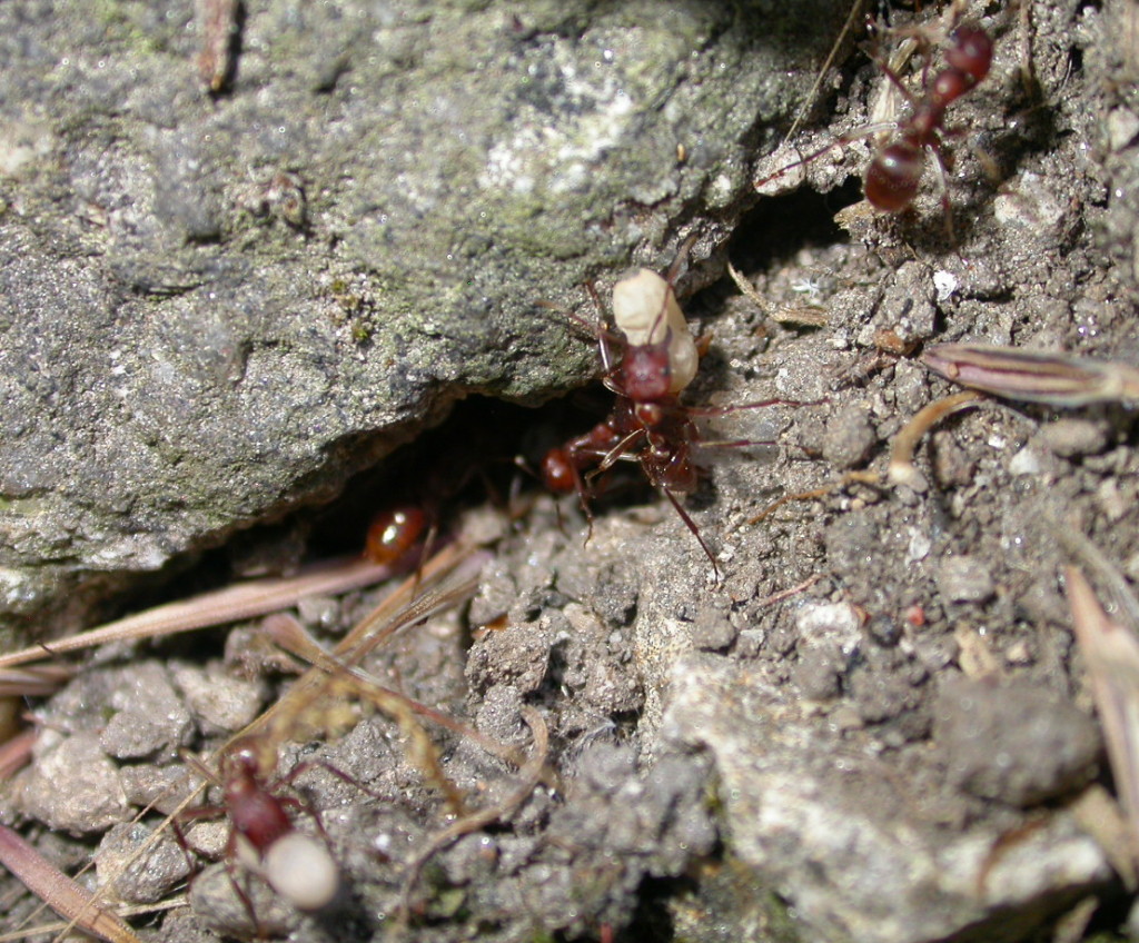 PolyergusMaceda2
