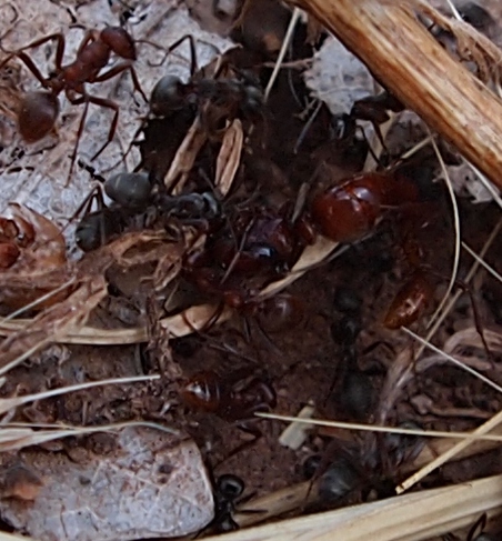 Ataque a reina polyergus