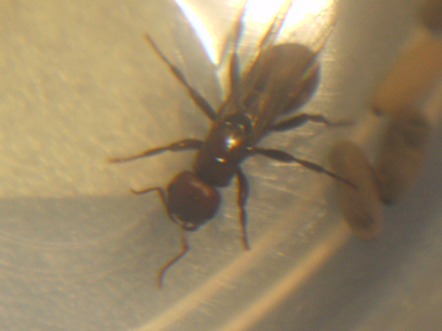 Reina Polyergus