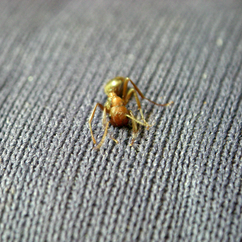 polyergus mordiendo 2