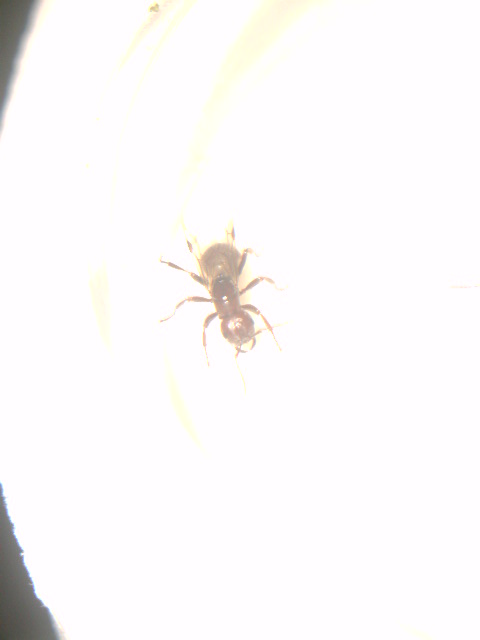Polyergus