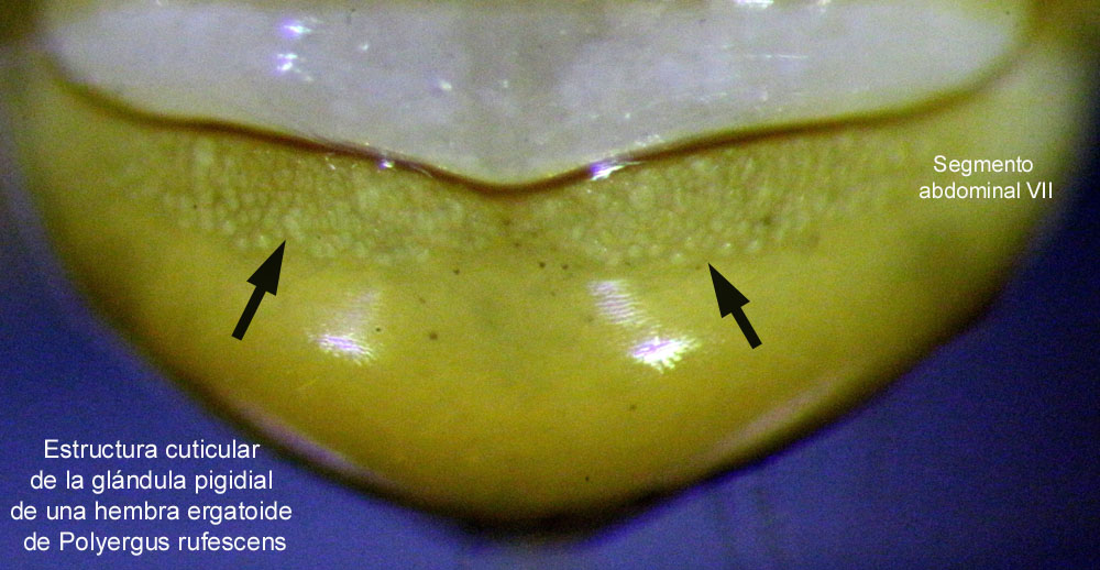 Polyergus rufescens-estructura cuticular gl�ndula pigidial de la hembra ergatoide