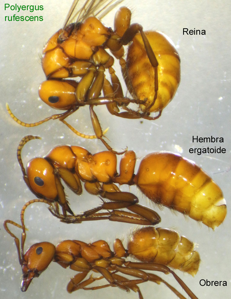 Polyergus rufescens-reina-hembra ergatoide-obrera