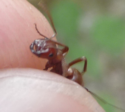 Polyergus_rufescens(Tuiza)