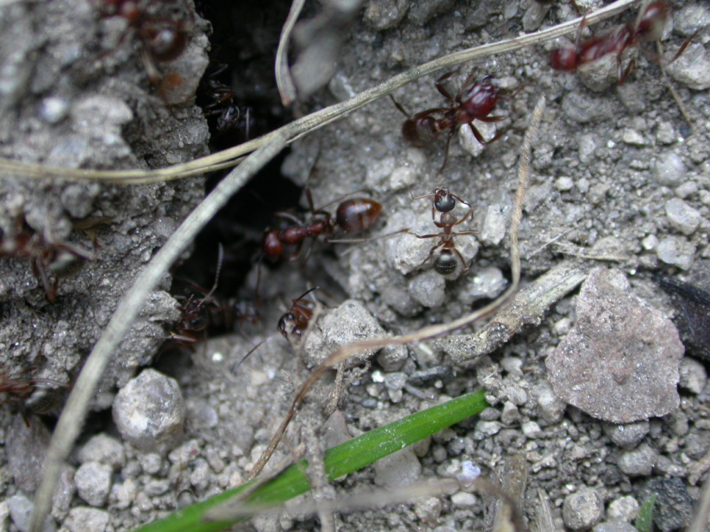 PolyergusMaceda5