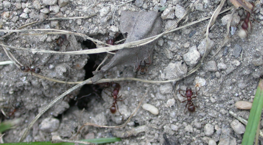 PolyergusMaceda7
